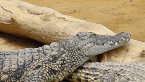 Widok Krokodyla Zoo — Wideo stockowe