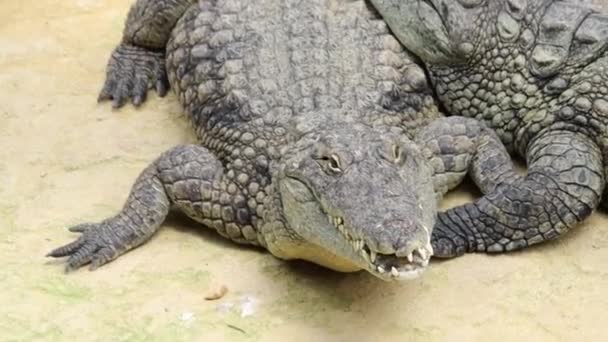 Vista Crocodilo Zoológico — Vídeo de Stock