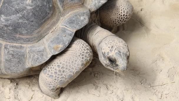 Blick Auf Eine Schildkröte Zoo — Stockvideo