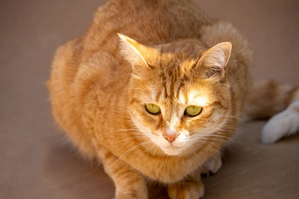 고양이 야외에서의 클로즈업 — 스톡 사진