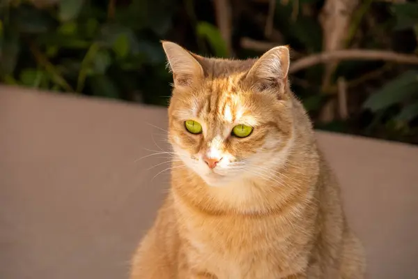 Açık Havada Ginger Cat Yakın Çekim — Stok fotoğraf