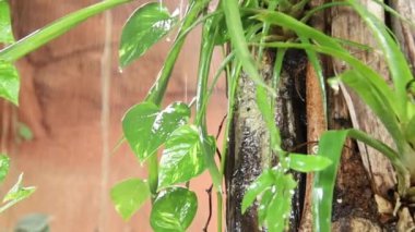 Ağaç yapraklarından akan yağmur