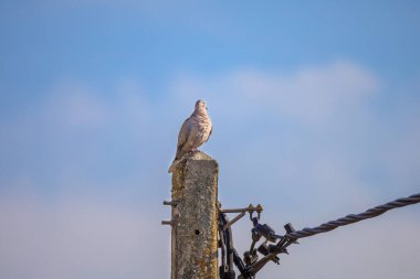 Bir direğe tünemiş bir kuş görüntüsü