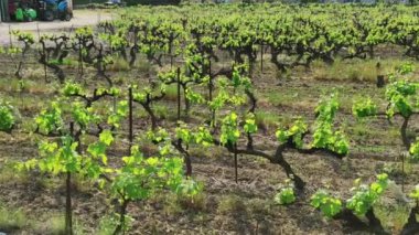 beautiful green vineyard in spring