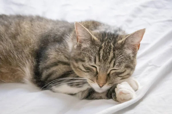 Retrato Gato Dormido —  Fotos de Stock