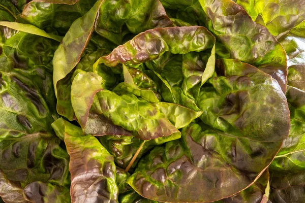 Close Red Green Lettuce — Foto Stock