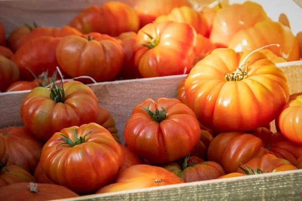 Close Big Red Tomatoes — стоковое фото