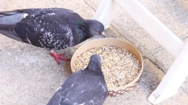 鳩は鉢から種を食べる — ストック動画