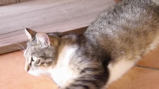 Tabby Cat Tiled Floor — Stock video