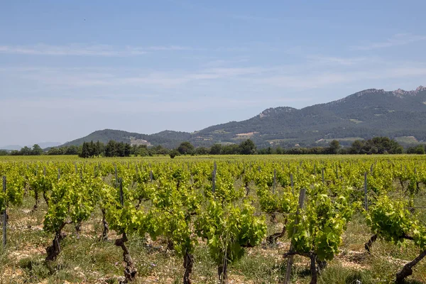 Widziany Winnicy Vaucluse Francji — Zdjęcie stockowe