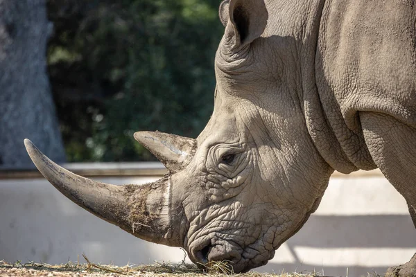 Güzel beyaz gergedanlar otlakta