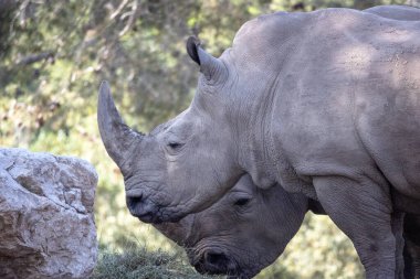 Güzel beyaz gergedanlar otlakta