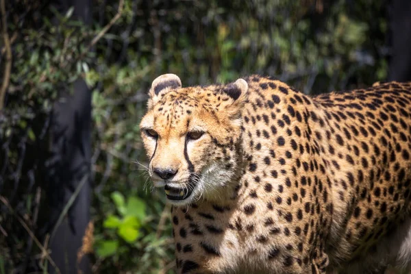 Portrét Geparda Jeho Ohradě Zoologické Zahradě — Stock fotografie