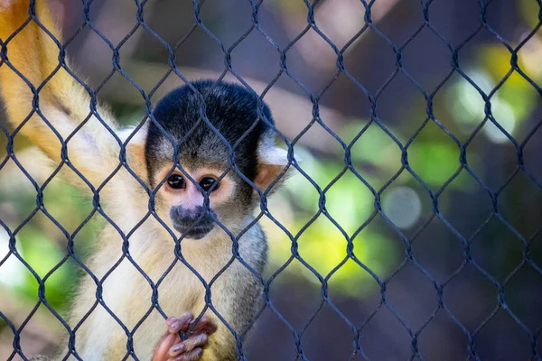 Ritratto Una Scimmia Scoiattolo Uno Zoo — Foto Stock