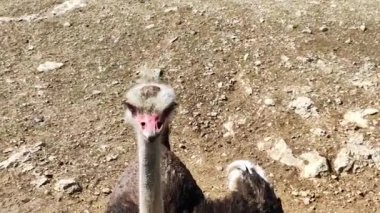 Devekuşu kafası, kapat.