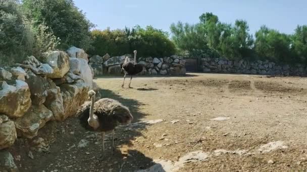 Avestruzes Emu Parque — Vídeo de Stock