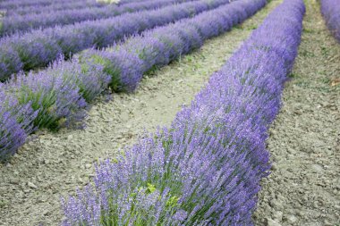 Provence, Fransa 'daki güzel lavanta tarlası