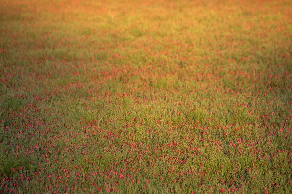 Beautiful Red Poppy Flowers Field — Stock Photo, Image