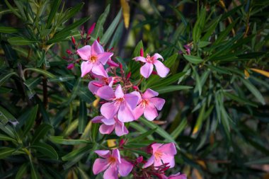 Bahçedeki zakkum ağacını kapat.