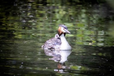 Ördek yavrusuyla gölde
