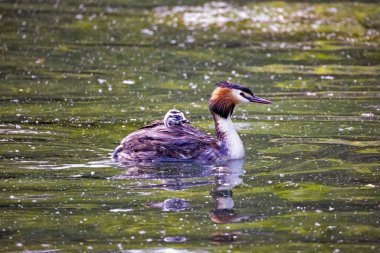 Ördek yavrusuyla gölde