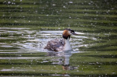 Göldeki güzel ördek