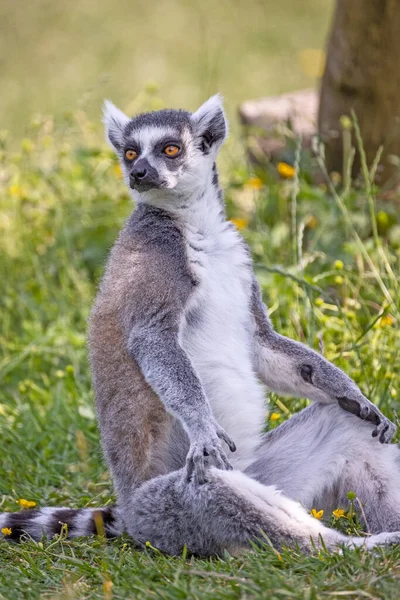 Lemur Śledziony Pierścień Catta — Zdjęcie stockowe