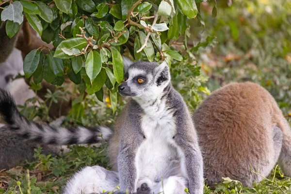 Ringschwanzmaki Katze Wald — Stockfoto