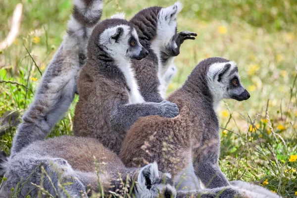 Grupp Söta Lemurer Skogen — Stockfoto