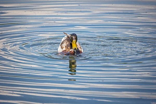 duck in the water