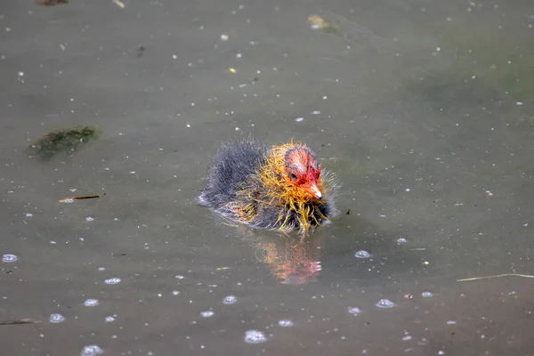 池の中の鶏の雛の眺め — ストック写真