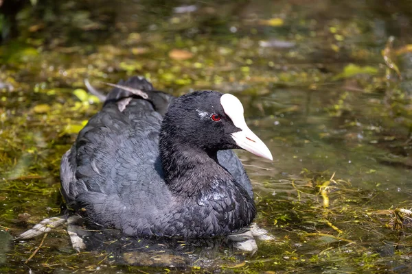 Ente Wasser — Stockfoto