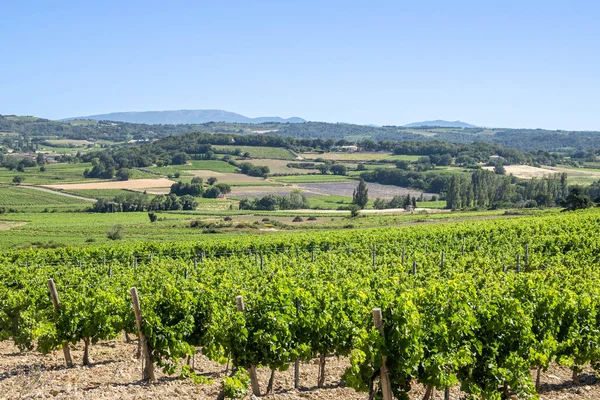 View Vineyard France — Stock Photo, Image