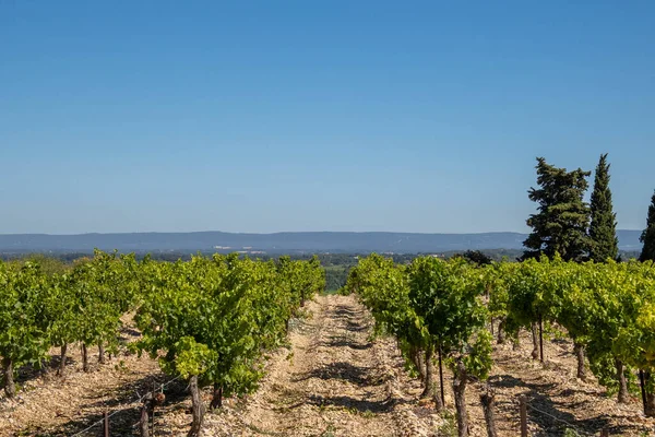 Uitzicht Een Wijngaard Frankrijk — Stockfoto