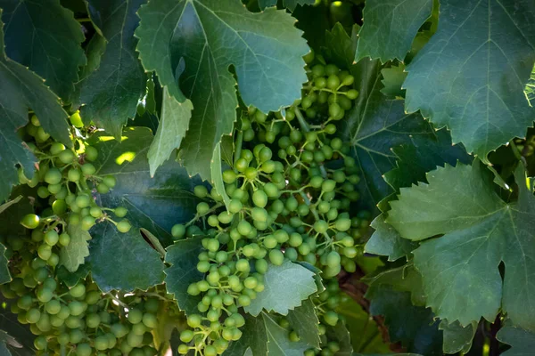 Raisins Verts Sur Vigne — Photo