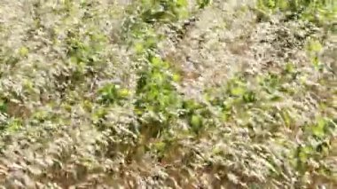 Rüzgarla hareket eden tarla çiçeklerini kapatın.