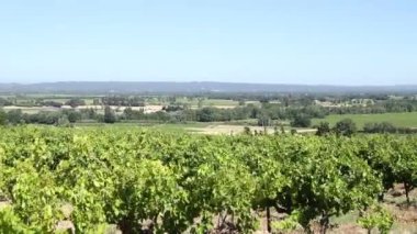 Rüzgarın altında bir üzüm bağı manzarası