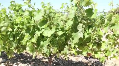 Rüzgarın altında bir üzüm bağı manzarası