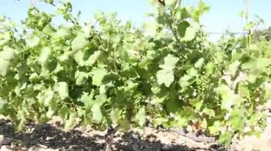 Rüzgarın altında bir üzüm bağı manzarası