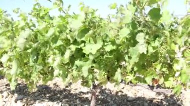 Rüzgarın altında bir üzüm bağı manzarası