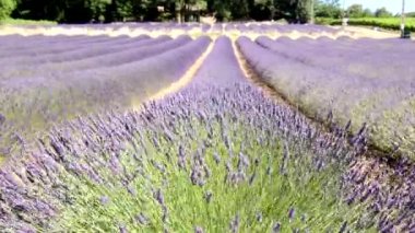 Çiçek açan lavanta çiçekleri, video