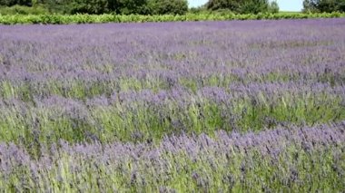 Çiçek açan lavanta çiçekleri, video