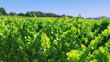 Rüzgarın altında bir üzüm bağı manzarası