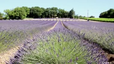 Çiçek açan lavanta çiçekleri, video