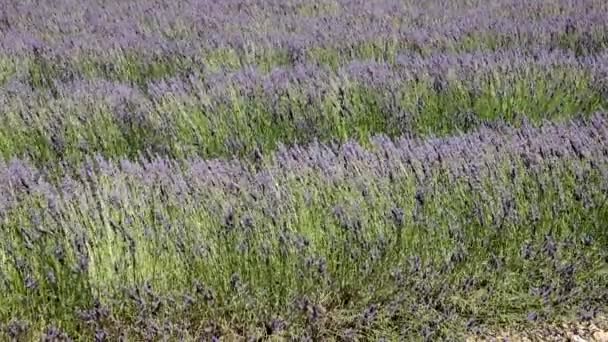 Lavender Flowers Bloom Video — Stock Video