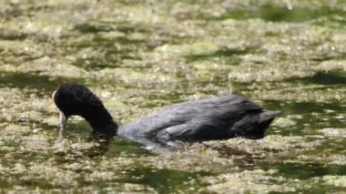 Orman tavuğu gölde besleniyor.