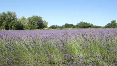 Provence 'de çiçek açan lavanta tarlaları