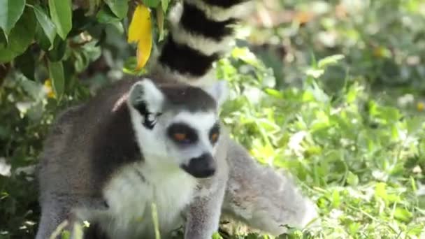 Lémurien Dans Son Enclos Dans Zoo — Video