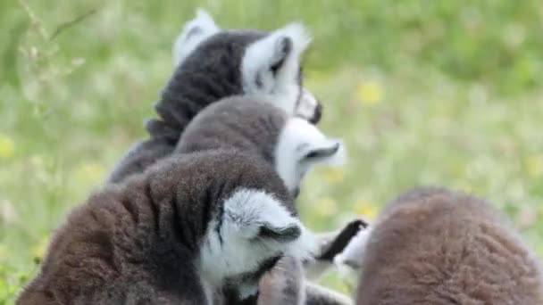 Lemur Swojej Zagrodzie Zoo — Wideo stockowe