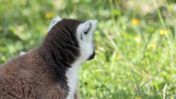 Lemur Swojej Zagrodzie Zoo — Wideo stockowe